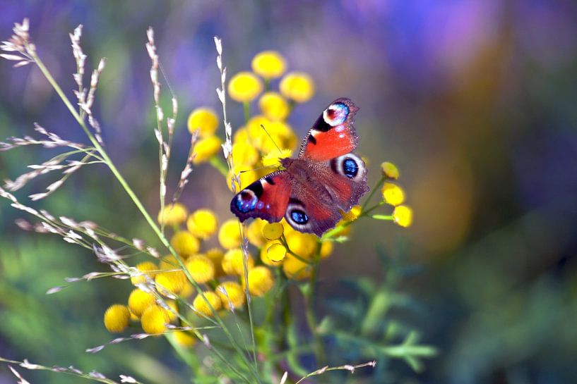 Paon du jour sur fleurs jaunes dans la lumière d'automne par Silva Wischeropp