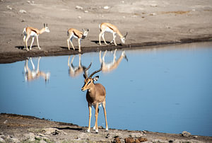 Antilope mit Reflektion am See