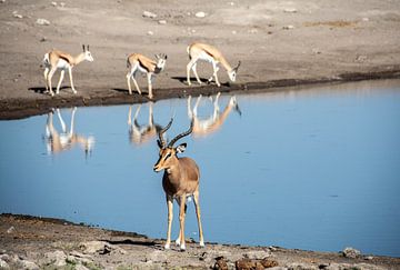 Antilope met reflectie bij het meer van Alex Neumayer