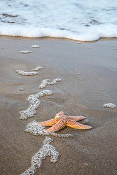 Starfish