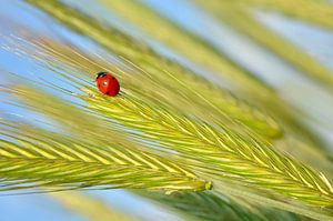 Coccinelle porte-bonheur