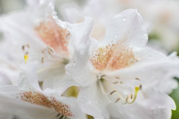 Rhododendron mit Regentropfen