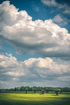 Willows and clouds (Schalkwijk, Utrecht)