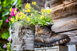 Alpencharme im alten Wanderschuh von Patrick Kilb