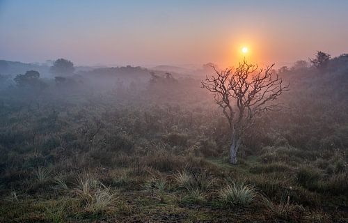 Amsterdamse Waterleiding Duinen