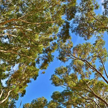 Eucalyptus boomtop van Werner Lehmann