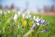 bloemen in grasveld voorjaar van Robinotof thumbnail