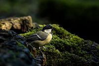 Great Tit