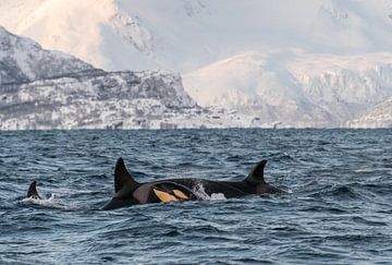 Orka/Orca van Merijn Loch