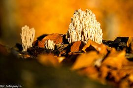 Autumn 2020 by N-Joy Pictures