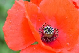 Close-up van een klaproos van Jessica Berendsen