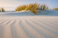 Helmgrass dunes Terschelling by Jurjen Veerman thumbnail
