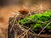 Champignon de forêt par Martijn Tilroe Aperçu