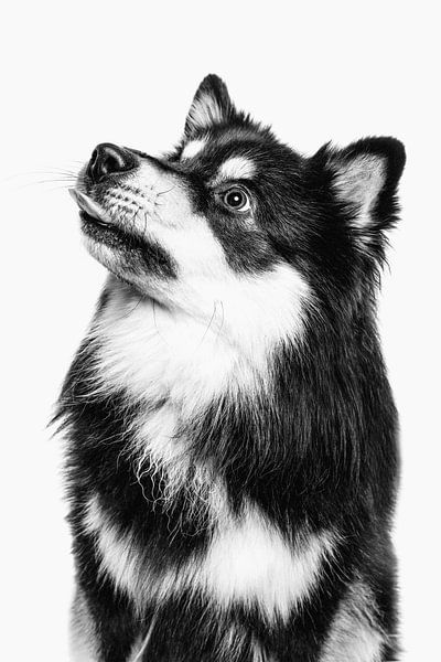 Porträt eines Finnischer Lapphund mit hellem Hintergrund von Lotte van Alderen