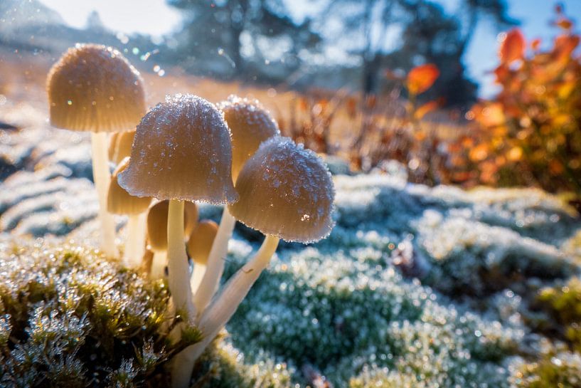 Ijzige paddenstoelen van Jayzon Photo