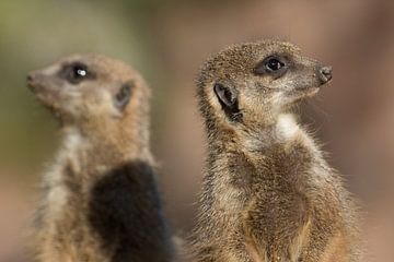 Meerkats by Ronne Vinkx