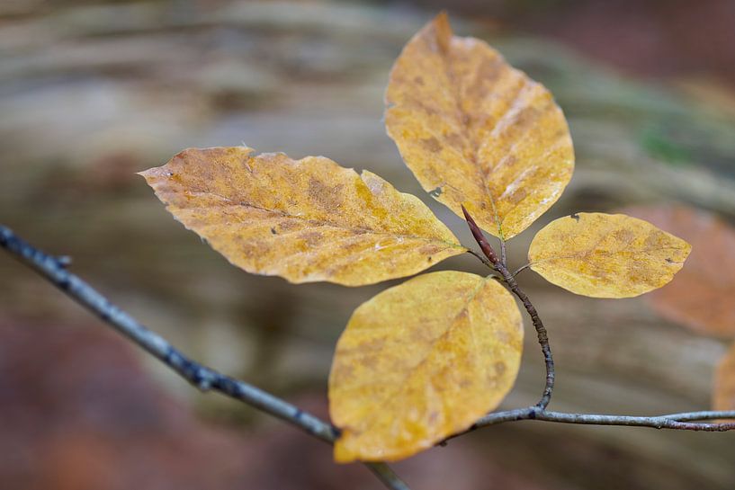 Buchenblätter in Herbstfarben von Cor de Hamer