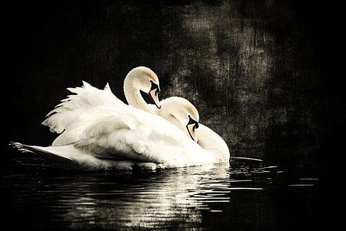 Elegante zwanen op donkere vijver