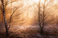 The first light