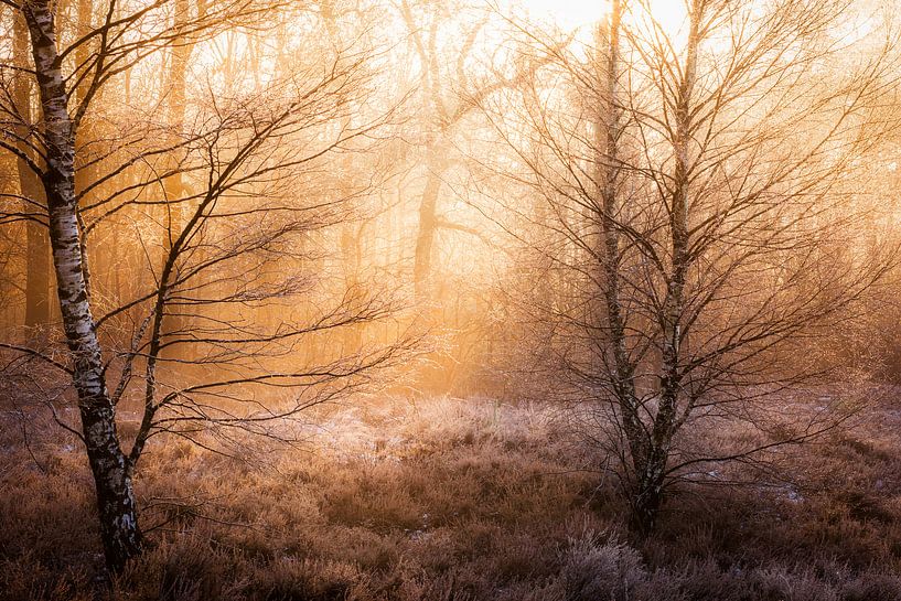 The first light by Thomas Jansen