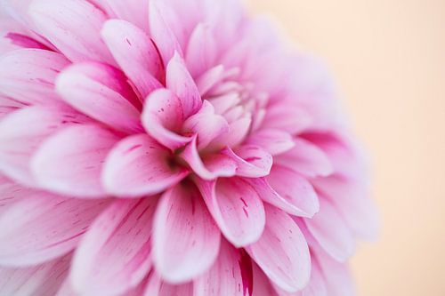 Lovely (close-up van een prachtige, roze dahlia tegen een zachtgekleurde achtergrond)