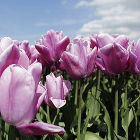 tulpen  von Kerstin Lotze