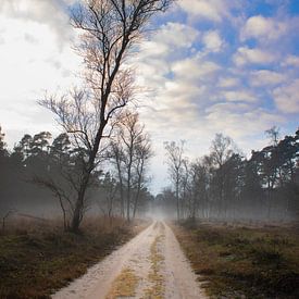 Sandweg mit Nebel im Wald (Veluwe) von Frans Roos