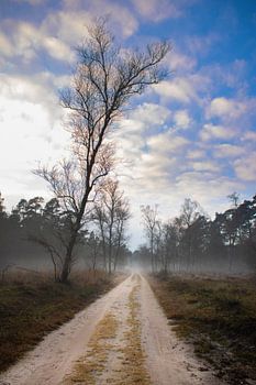 Sandweg mit Nebel im Wald (Veluwe)