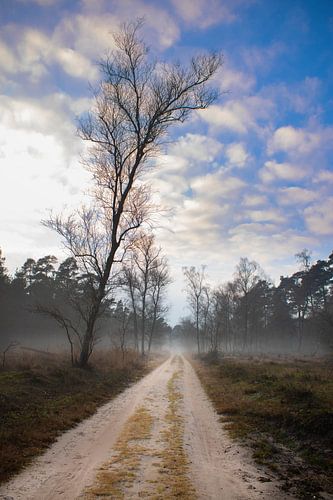 Zandpad met mist in het bos  (veluwe) van Frans Roos