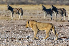 Löwe - Raubkatze by Poster Art Shop