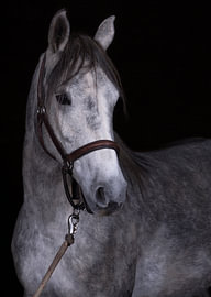 Cheval gris pommelé avec un licol en cuir – Portrait de cheval sur fond noir sur Laura Georgi Tier- und Ladschaftsfotografie