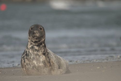 what are you coming to do?