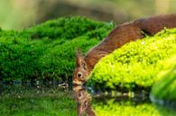 Eichhörnchen trinken von Björn van den Berg Miniaturansicht