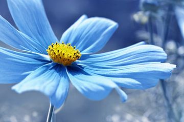 Cosmea van Violetta Honkisz