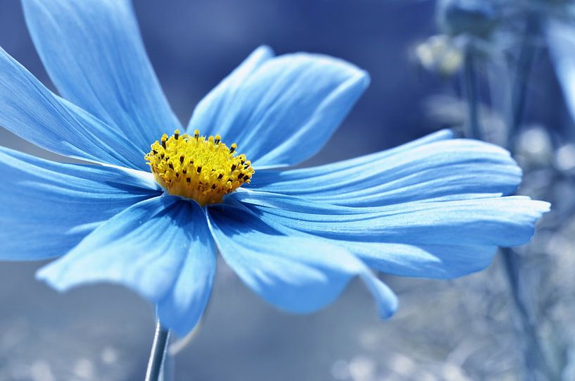 Cosmos Flower by Violetta Honkisz