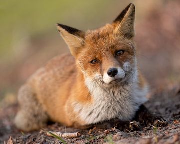 This fox is relaxing by Patrick van Bakkum