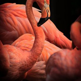 Porträt Flamingos von Mirjam Van Houten