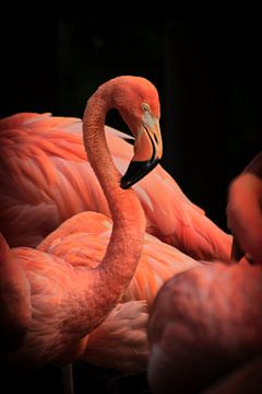 Portrait Flamingos by Mirjam Van Houten
