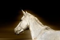 Het witte paard van RuxiQue thumbnail