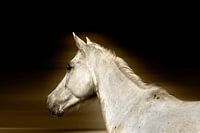 The White Horse