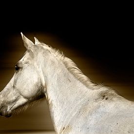 Das weiße Pferd von RuxiQue