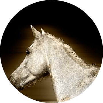 Het witte paard van RuxiQue