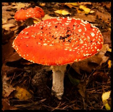 Mushroom Red with white dots
