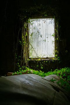 Window of Reclamation – Nature vs. Decay by InfiniteArtLabs
