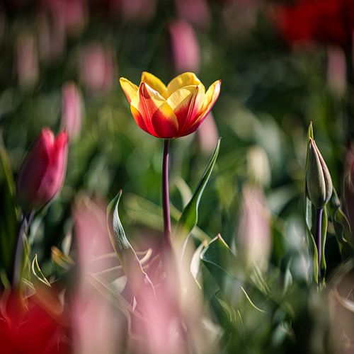 Tulpenvelden Goeree-Overflakkee