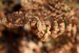 Dried brown fern by Nicolette Vermeulen