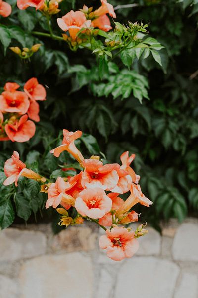 Summer bloomers - An Ode to Southern European Gardens by Dixy Kracht