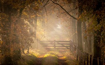 Gateway to the light in the Laura woods