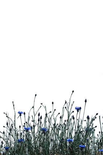 Champ de bleuets