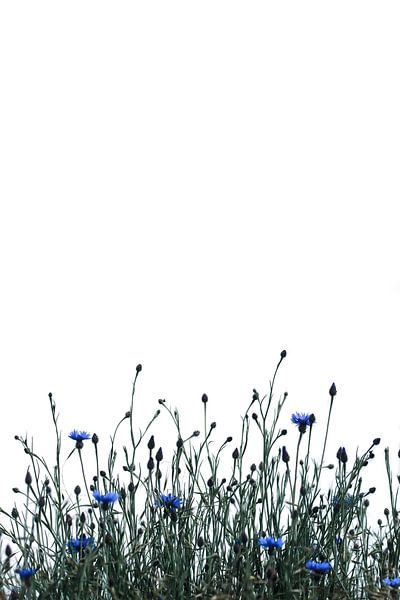 Cornflower field by Leny Silina Helmig